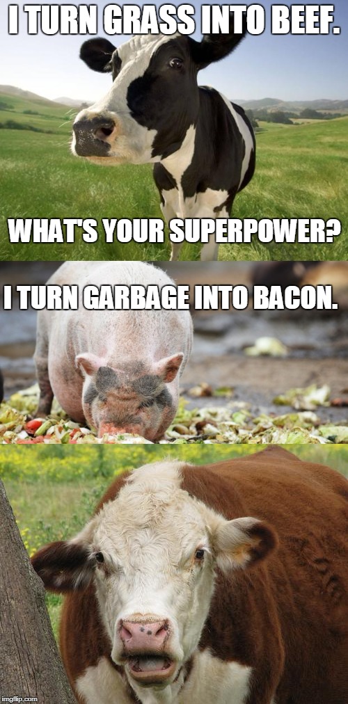 Animal Powers Battle | I TURN GRASS INTO BEEF. WHAT'S YOUR SUPERPOWER? I TURN GARBAGE INTO BACON. | image tagged in bacon | made w/ Imgflip meme maker