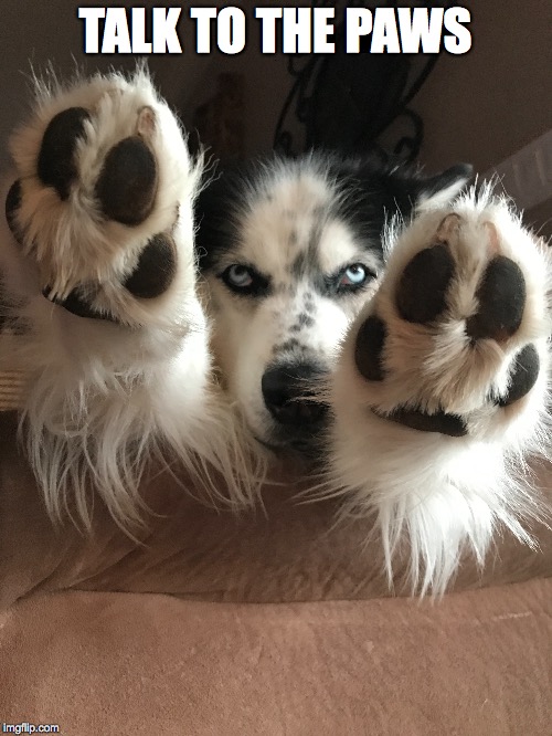 Talk to the Paws! | TALK TO THE PAWS | image tagged in husky,paws,feet,in your face,stop,no | made w/ Imgflip meme maker
