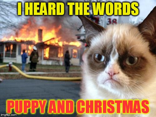 A Grumpy Christmas! | I HEARD THE WORDS; PUPPY AND CHRISTMAS | image tagged in memes,disaster girl,grumpy cat,christmas,puppy,grumpy cat christmas | made w/ Imgflip meme maker