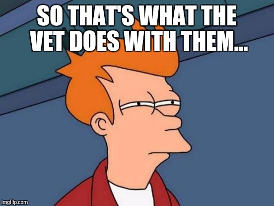 Futurama Fry Meme | SO THAT'S WHAT THE VET DOES WITH THEM... | image tagged in memes,futurama fry | made w/ Imgflip meme maker