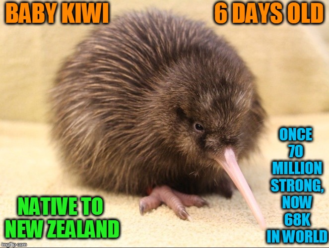 Rowi Kiwi are Rarest Species of Kiwi Worldwide | BABY KIWI                        6 DAYS OLD; ONCE 70  MILLION STRONG, NOW 68K IN WORLD; NATIVE TO NEW ZEALAND | image tagged in kiwi,vince vance,new zealand,rowi,maori,baby animal memes | made w/ Imgflip meme maker