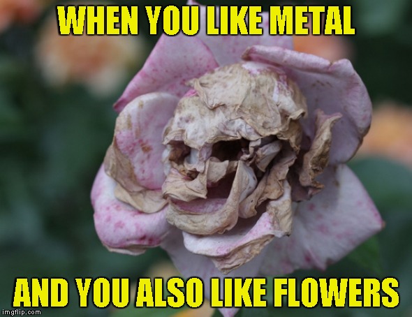 Now I finally know which flowers to give to my girlfriend............................................. when I find one.... | WHEN YOU LIKE METAL; AND YOU ALSO LIKE FLOWERS | image tagged in memes,metal,powermetalhead,flowers,brutal,skull | made w/ Imgflip meme maker