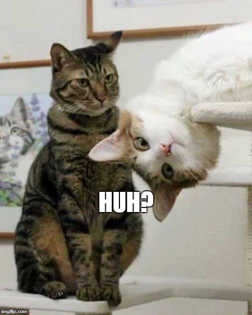 cats-huh | HUH? | image tagged in cats-huh | made w/ Imgflip meme maker
