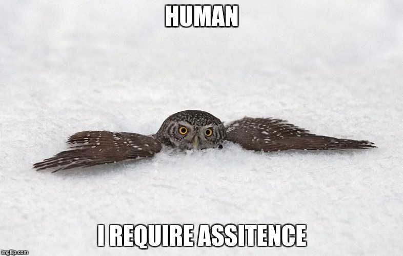 Awkward Owl | HUMAN; I REQUIRE ASSITENCE | image tagged in awkward owl | made w/ Imgflip meme maker