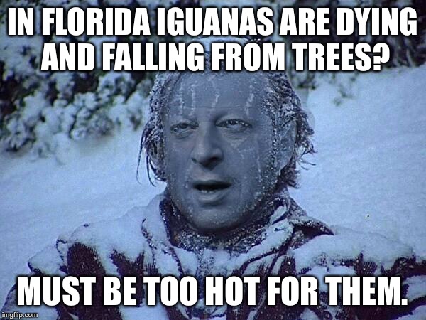 We go live to Al Gore for comment: | IN FLORIDA IGUANAS ARE DYING AND FALLING FROM TREES? MUST BE TOO HOT FOR THEM. | image tagged in frozen al gore,global warming,memes,al gore | made w/ Imgflip meme maker