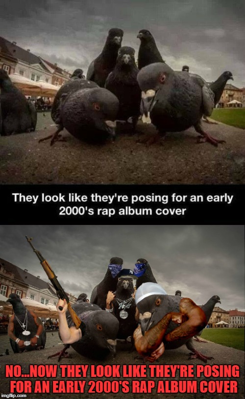Going that extra mile... | NO...NOW THEY LOOK LIKE THEY'RE POSING FOR AN EARLY 2000'S RAP ALBUM COVER | image tagged in pigeon gangstas,memes,pigeons,funny,animals,gangsta | made w/ Imgflip meme maker