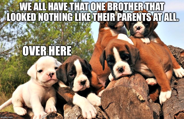 WE ALL HAVE THAT ONE BROTHER THAT LOOKED NOTHING LIKE THEIR PARENTS AT ALL. OVER HERE | image tagged in boxer dog,puppy,we all have that one friend | made w/ Imgflip meme maker