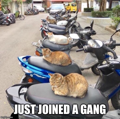 That is true cats gangster lifestyle | JUST JOINED A GANG | image tagged in unbreaklp,cats,bikers,gangster,join me | made w/ Imgflip meme maker