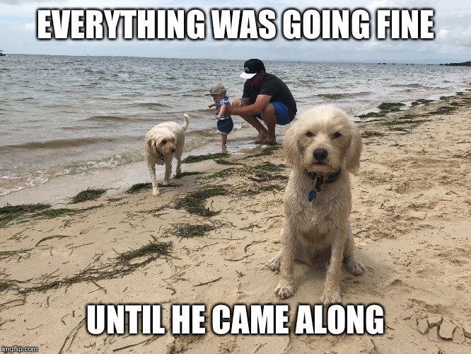 Grumpy Dog | EVERYTHING WAS GOING FINE; UNTIL HE CAME ALONG | image tagged in jealous,grumpy dog,jealousy | made w/ Imgflip meme maker