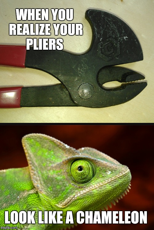 WHEN YOU REALIZE YOUR PLIERS; LOOK LIKE A CHAMELEON | image tagged in chameleon,chameleons,jbmemegeek,memes,funny animals,reptile | made w/ Imgflip meme maker