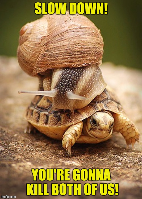 SLOW DOWN! YOU'RE GONNA KILL BOTH OF US! | image tagged in memes,animals,powermetalhead,funny,turtles,snail | made w/ Imgflip meme maker