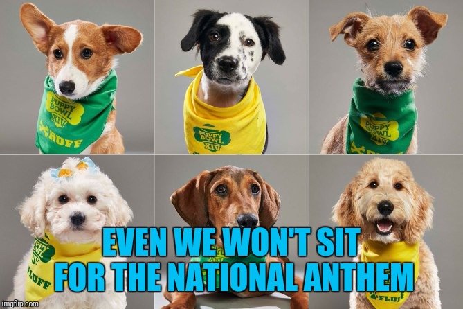 2018 Puppy Bowl; A Better Alternative to The Disrespectful Protesters Being Paid Millions to Play a Game. | EVEN WE WON'T SIT FOR THE NATIONAL ANTHEM | image tagged in puppy,kneeling,sit down,national anthem,superbowl,protesters | made w/ Imgflip meme maker