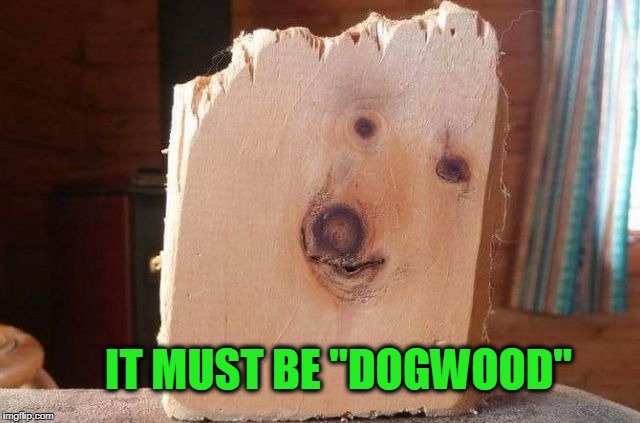 Dogwood | IT MUST BE "DOGWOOD" | image tagged in dogwood,wood,dogs | made w/ Imgflip meme maker