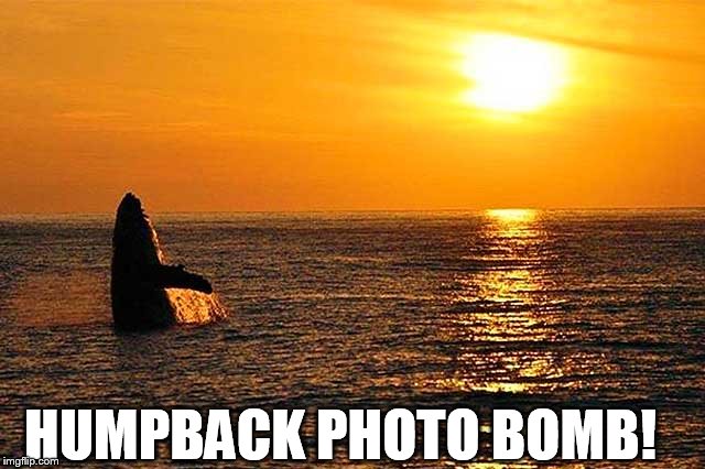 Humper back  photo- bomb | HUMPBACK PHOTO BOMB! | image tagged in humpback whale,photobomb,sunset | made w/ Imgflip meme maker