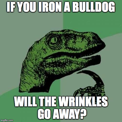 A Valid Question | IF YOU IRON A BULLDOG; WILL THE WRINKLES GO AWAY? | image tagged in memes,philosoraptor,funny,dogs,bulldogs | made w/ Imgflip meme maker