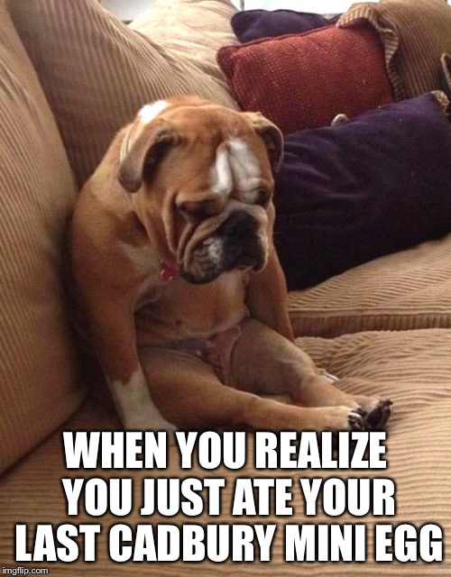 Sad bulldog | WHEN YOU REALIZE YOU JUST ATE YOUR LAST CADBURY MINI EGG | image tagged in sad bulldog | made w/ Imgflip meme maker