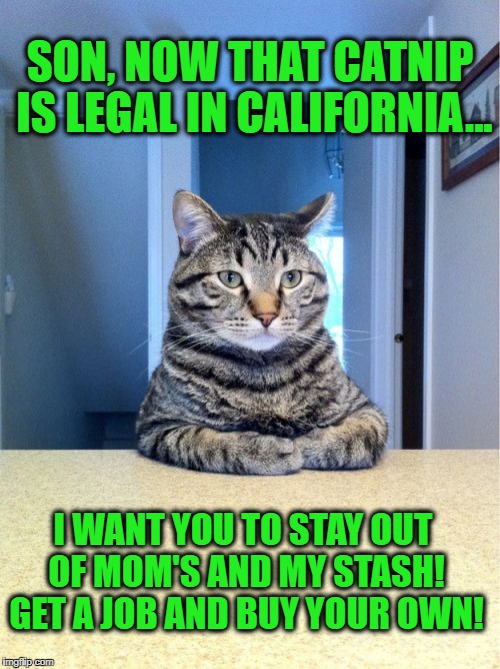 Take a seat, son, we need to talk... | SON, NOW THAT CATNIP IS LEGAL IN CALIFORNIA... I WANT YOU TO STAY OUT OF MOM'S AND MY STASH! GET A JOB AND BUY YOUR OWN! | image tagged in memes,take a seat cat,catnip,marijuana,parenting,get a job | made w/ Imgflip meme maker