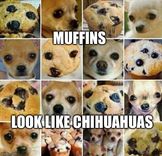 MUFFINS; LOOK LIKE CHIHUAHUAS | image tagged in memes | made w/ Imgflip meme maker