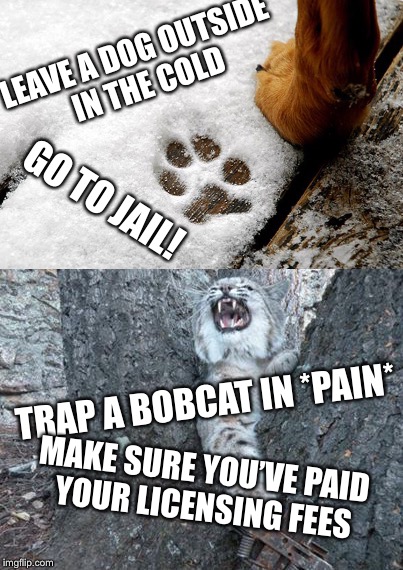 End the Hypocrisy  | LEAVE A DOG OUTSIDE IN THE COLD; GO TO JAIL! TRAP A BOBCAT IN *PAIN*; MAKE SURE YOU’VE PAID YOUR LICENSING FEES | image tagged in animal rights,hunting,trapping,dog,bobcat,pain | made w/ Imgflip meme maker