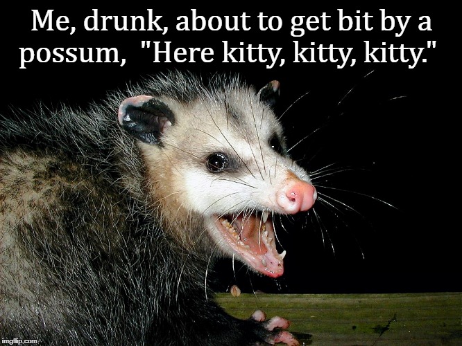 Here kitty, kitty, kitty... | Me, drunk, about to get bit by a possum,

"Here kitty, kitty, kitty." | image tagged in drunk,opossum,possum | made w/ Imgflip meme maker