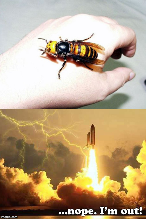 Aw HELL naw! | image tagged in memes,giant bee,nope | made w/ Imgflip meme maker