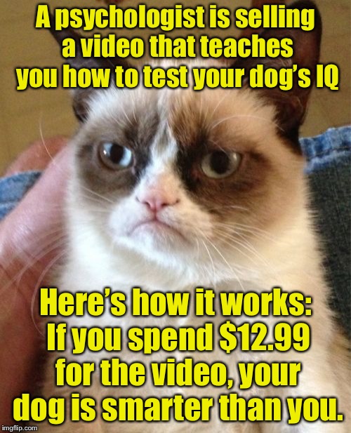 Are you smarter than a Labrador? | A psychologist is  selling a video that teaches you how to test your dog’s IQ; Here’s how it works: If you spend $12.99 for the video, your dog  is smarter than you. | image tagged in memes,grumpy cat,smart dog,iq,dog | made w/ Imgflip meme maker