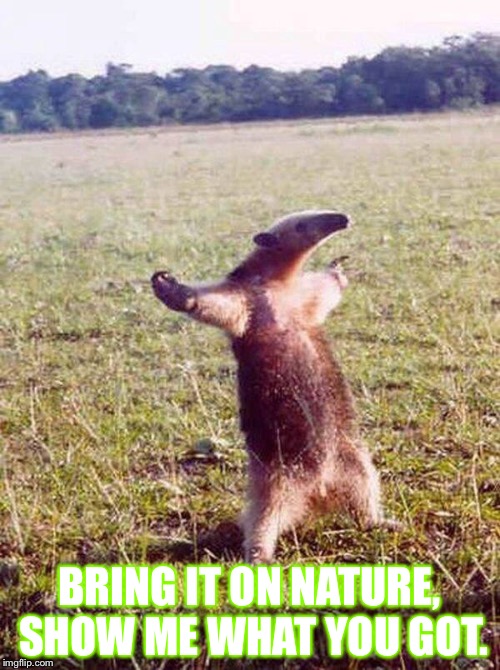 Fight me anteater | BRING IT ON NATURE, SHOW ME WHAT YOU GOT. | image tagged in fight me anteater | made w/ Imgflip meme maker