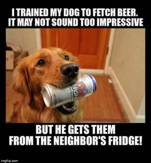 fetch buddy | image tagged in funny dog memes,funny dog,beer,i could use a drink | made w/ Imgflip meme maker