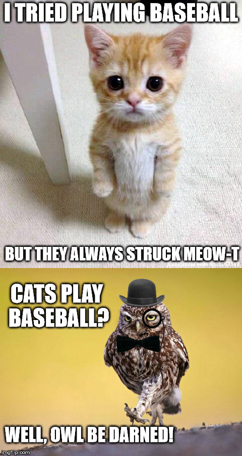 When the sandlot becomes the litter box | I TRIED PLAYING BASEBALL; BUT THEY ALWAYS STRUCK MEOW-T; CATS PLAY BASEBALL? WELL, OWL BE DARNED! | image tagged in kitten,owl,bad puns,baseball | made w/ Imgflip meme maker