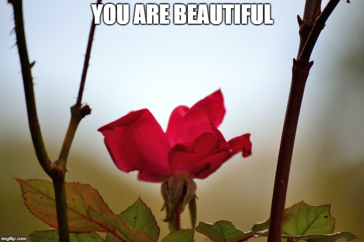 you are beautiful | YOU ARE BEAUTIFUL | image tagged in beauty,beautiful | made w/ Imgflip meme maker
