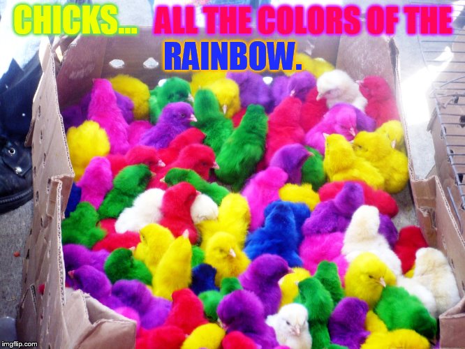 Chicken Week April 2-8 (a JBmemegeek and giveuahint event) | CHICKS... ALL THE COLORS OF THE; RAINBOW. | image tagged in memes,chicken week,chicks,colors,of,rainbow | made w/ Imgflip meme maker