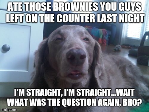 High Dog | ATE THOSE BROWNIES YOU GUYS LEFT ON THE COUNTER LAST NIGHT; I'M STRAIGHT, I'M STRAIGHT...WAIT WHAT WAS THE QUESTION AGAIN, BRO? | image tagged in memes,high dog | made w/ Imgflip meme maker