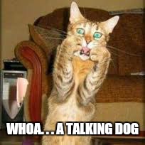 WHOA. . . A TALKING DOG | made w/ Imgflip meme maker