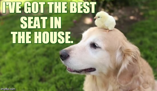 Chicken Week April 2-8 (a JBmemegeek and giveuahint event) | SEAT IN THE HOUSE. I'VE GOT THE BEST | image tagged in memes,chicken week,chick,dog,head,best seat | made w/ Imgflip meme maker