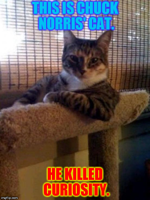 The Most Superior Cat In The World | THIS IS CHUCK NORRIS' CAT. HE KILLED CURIOSITY. | image tagged in memes,the most interesting cat in the world,chucknorris,curiosity,kill cat | made w/ Imgflip meme maker