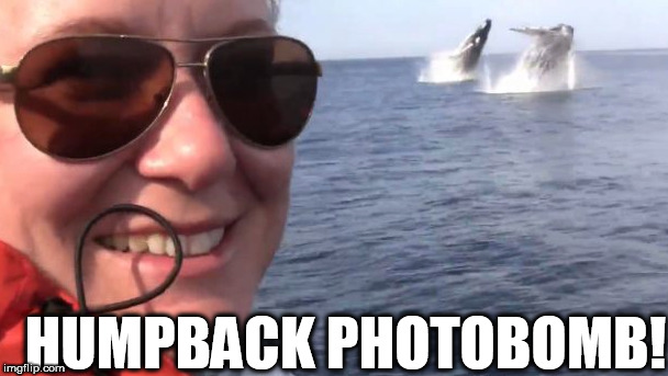 HUMPBACK BEEOTCH!! | HUMPBACK PHOTOBOMB! | image tagged in photobomb | made w/ Imgflip meme maker
