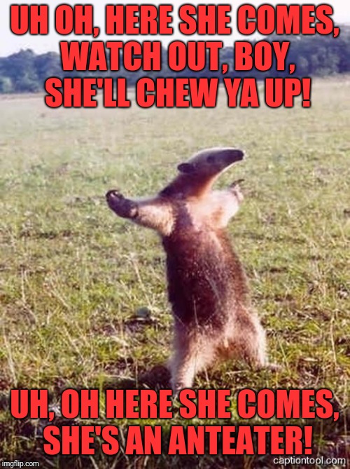 anteater | UH OH, HERE SHE COMES, WATCH OUT, BOY, SHE'LL CHEW YA UP! UH, OH HERE SHE COMES, SHE'S AN ANTEATER! | image tagged in anteater | made w/ Imgflip meme maker