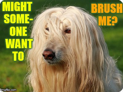 Dog Week a Landon_the_memer, and Nikkobellic event. May 1 to May 8....My First is Bed Head. | BRUSH ME? MIGHT SOME- ONE  WANT TO | image tagged in memes,dog week,dog,bed,head,bad hair day | made w/ Imgflip meme maker
