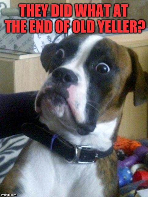 Dog week May 1-8, a Landon_the_memer and NikkoBellic event | THEY DID WHAT AT THE END OF OLD YELLER? | image tagged in suprised boxer,memes,dog week,dogs,old yeller | made w/ Imgflip meme maker