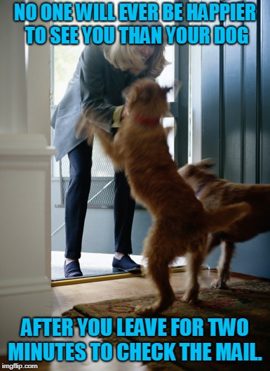 nd it's true! (Dog week May 1-8, a Landon_the_memer and NikkoBellic event) | NO ONE WILL EVER BE HAPPIER TO SEE YOU THAN YOUR DOG; AFTER YOU LEAVE FOR TWO MINUTES TO CHECK THE MAIL. | image tagged in dog,nixieknox,memes,dog week,you're gonna get a lickin' | made w/ Imgflip meme maker