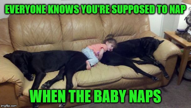 Dog week May 1-8, a Landon_the_memer and NikkoBellic event | EVERYONE KNOWS YOU'RE SUPPOSED TO NAP; WHEN THE BABY NAPS | image tagged in memes,dogs,nap time,babies,dog week | made w/ Imgflip meme maker