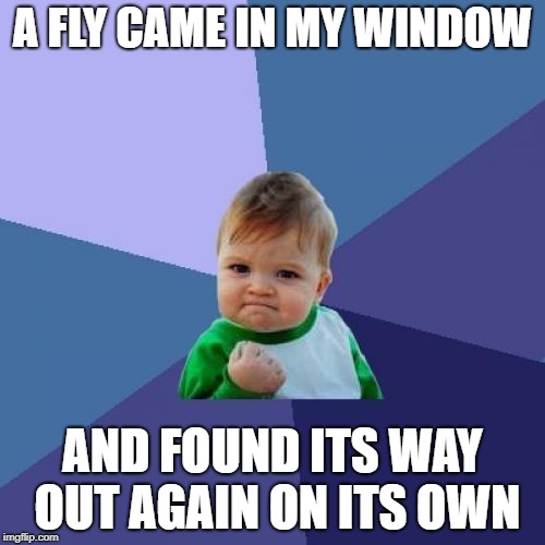 Must be the smartest fly in recorded history! | A FLY CAME IN MY WINDOW; AND FOUND ITS WAY OUT AGAIN ON ITS OWN | image tagged in memes,success kid | made w/ Imgflip meme maker