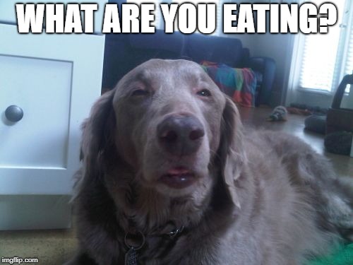 High Dog | WHAT ARE YOU EATING? | image tagged in memes,high dog | made w/ Imgflip meme maker