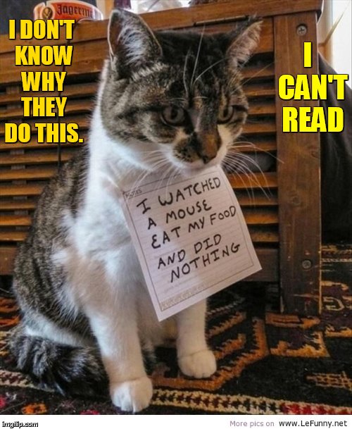 Cat Weekend, May 11-13, a Landon_the_memer, 1forpeace, and JBmemegeek event | I DON'T KNOW WHY THEY DO THIS. I  CAN'T READ | image tagged in memes,cat weekend,landon_the_memer,1forpeace,jbmemegeek,why would they do this | made w/ Imgflip meme maker