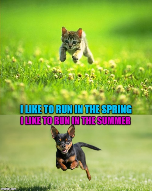 We both run | I LIKE TO RUN IN THE SPRING; I LIKE TO RUN IN THE SUMMER | image tagged in cute,funny,chihuahua,kitten | made w/ Imgflip meme maker