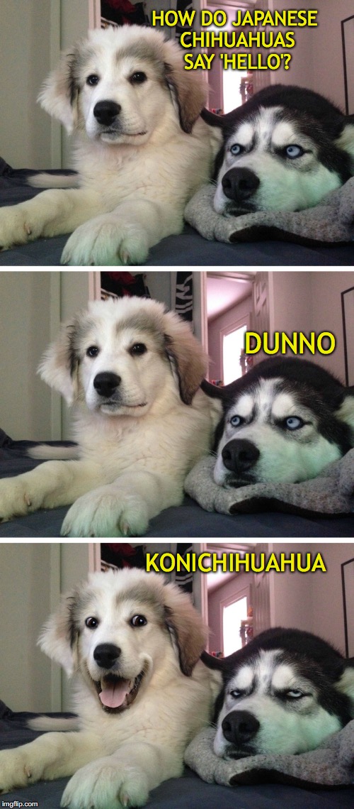 Bad pun dogs | HOW DO JAPANESE CHIHUAHUAS SAY 'HELLO'? DUNNO; KONICHIHUAHUA | image tagged in bad pun dogs,chihuahua,japanese | made w/ Imgflip meme maker