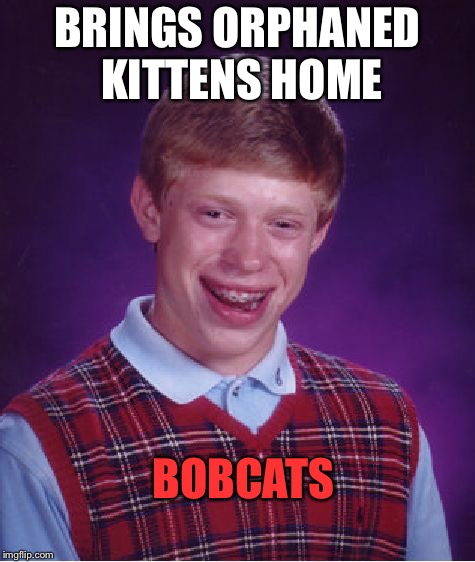 Better get some bandages. | BRINGS ORPHANED KITTENS HOME; BOBCATS | image tagged in memes,bad luck brian,bobcat,funny | made w/ Imgflip meme maker