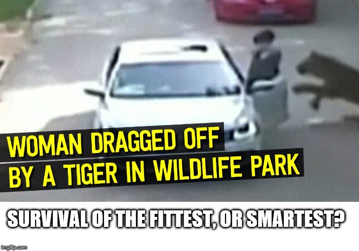 SURVIVAL OF THE FITTEST, OR SMARTEST? | image tagged in tiger takes woman,stupid woman | made w/ Imgflip meme maker