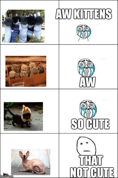 Eight panel rage comic maker | AW KITTENS; AW; SO CUTE; THAT NOT CUTE | image tagged in rage comics,hairless cat,kittens,crying because of cute | made w/ Imgflip meme maker