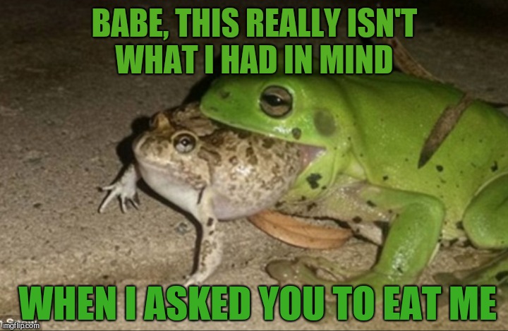 Frog Week, June 4-10, a JBmemegeek & giveuahint event!  | BABE, THIS REALLY ISN'T WHAT I HAD IN MIND; WHEN I ASKED YOU TO EAT ME | image tagged in jbmemegeek,frog week,giveuahint,frogs,memes,funny animals | made w/ Imgflip meme maker